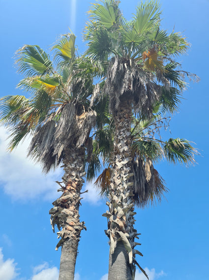 Mexicaanse waaierpalm - washingtonia robusta