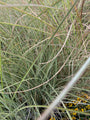 Prachtriet - Miscanthus sinensis 'Morning Light'