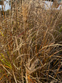 Prachtriet - Miscanthus sinensis 'Roter Pfeil' (Herfst)