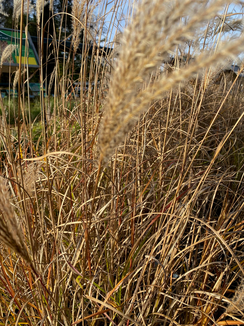 Prachtriet - Miscanthus sinensis 'Roter Pfeil'