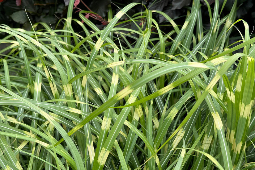 Miscanthus sinensis 'Strictus' 