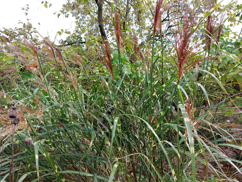 Miscanthus sinensis 'Zebrinus'