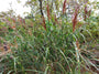 Miscanthus sinensis 'Zebrinus'