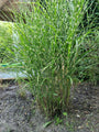 Prachtriet - Miscanthus sinensis 'Zebrinus'