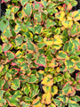 Moerasanemoon - Houttuynia cordata 'Chameleon'