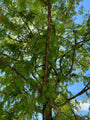 Taxodium distichum