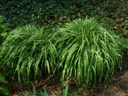 Molinia arundinacea 'Transparent' siergras 