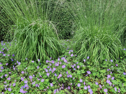 Molinia in de tuin