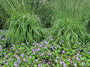 Molinia in de tuin