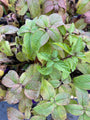 Monarda 'Beauty of Cobham'