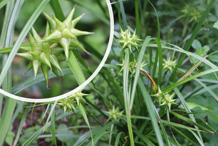 Morgenster - Carex grayi - stervormige vruchten