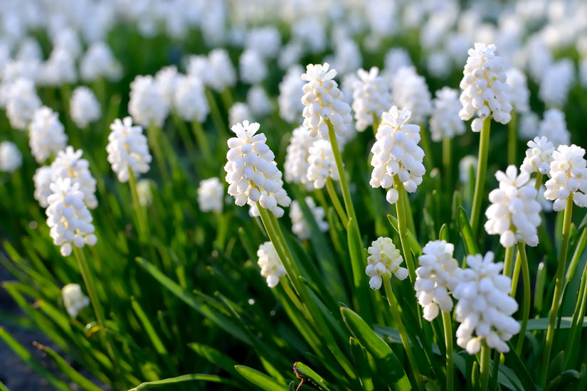 Muscari-Botryoides-Album.jpeg