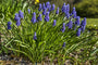 Blauwe druifjes  - Muscari botryoides in bloei