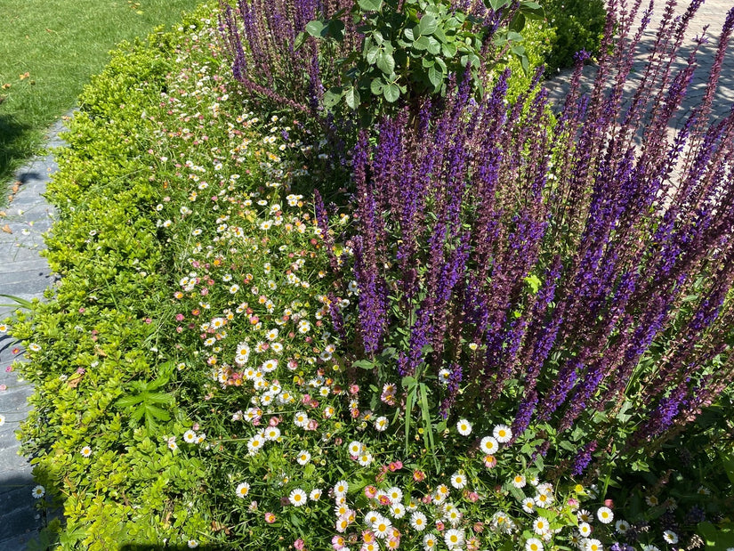 Salvia icm Muurfijnstraal - Erigeron karvinskianus en buxus