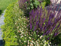 Muurfijnstraal - Erigeron karvinskianus icm Salvia en buxus