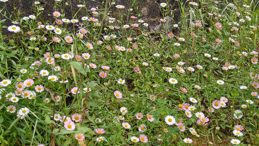 Muurfijnstraal tuinplanten