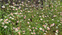 Muurfijnstraal - Erigeron karvinskianus 