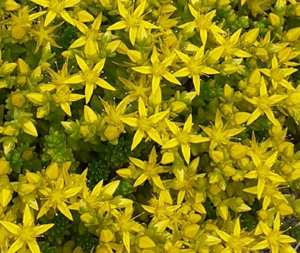 Muurpeper - Sedum acre