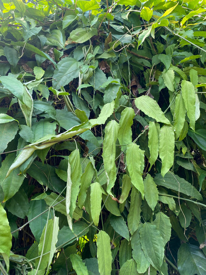 Mysore winde - Thunbergia mysorensis