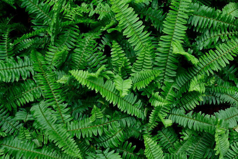 Naaldvaren - Polystichum munitum