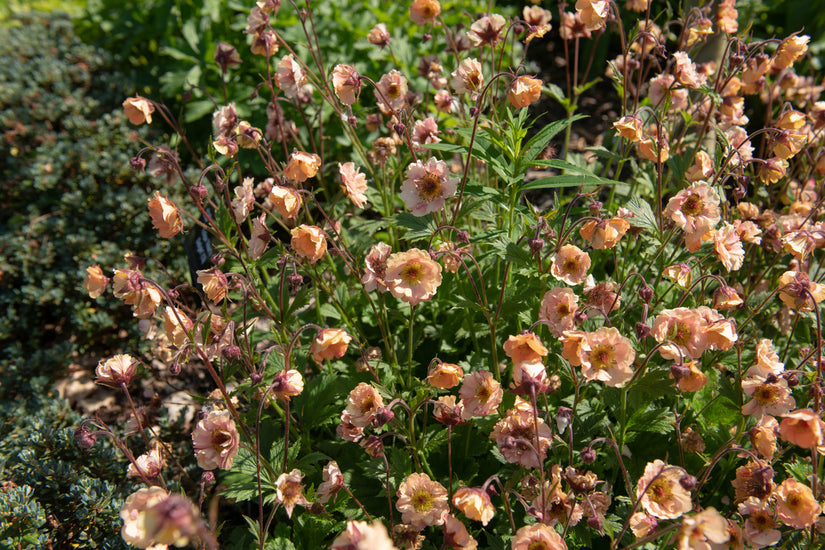 Nagelkruid - Geum 'Mai Thai' bijzondere bloeikleur