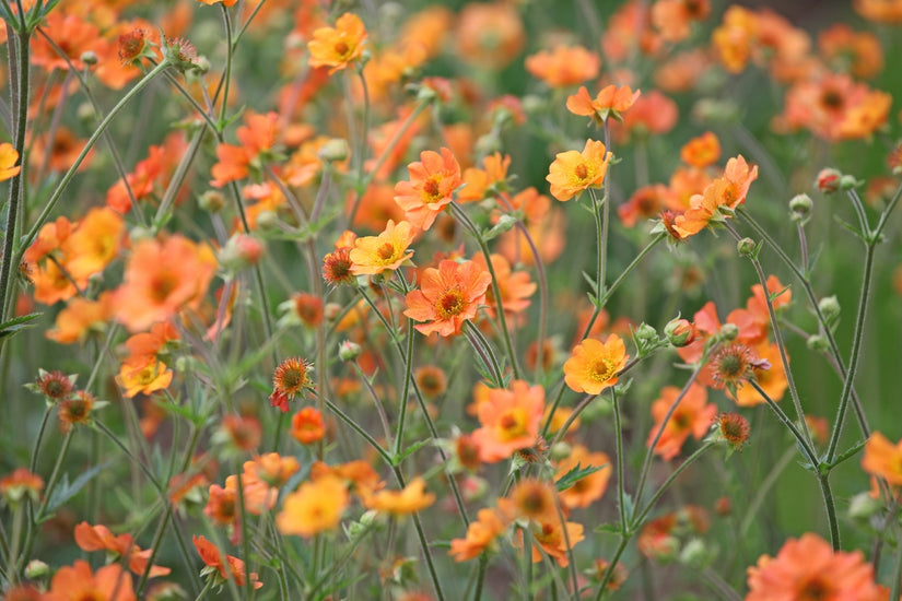 Nagelkruid - Geum 'Totally tangerine' oranjeroze bloeiende variant