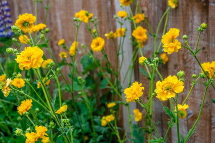 Nagelkruid - Geum chiloense 'Lady Stratheden' geel bloeiende borderplant