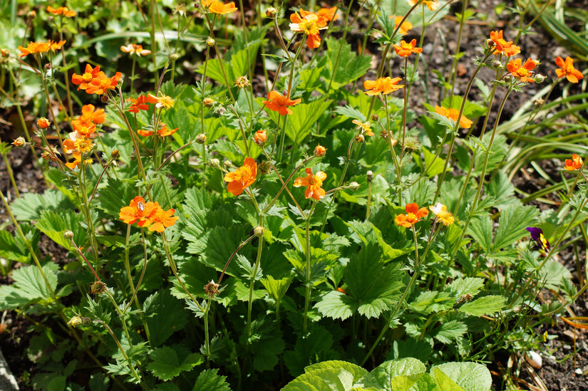 Nagelkruid - Geum coccineum 'Borisii'