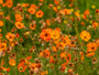 Nagelkruid-Geum-oranje.jpeg