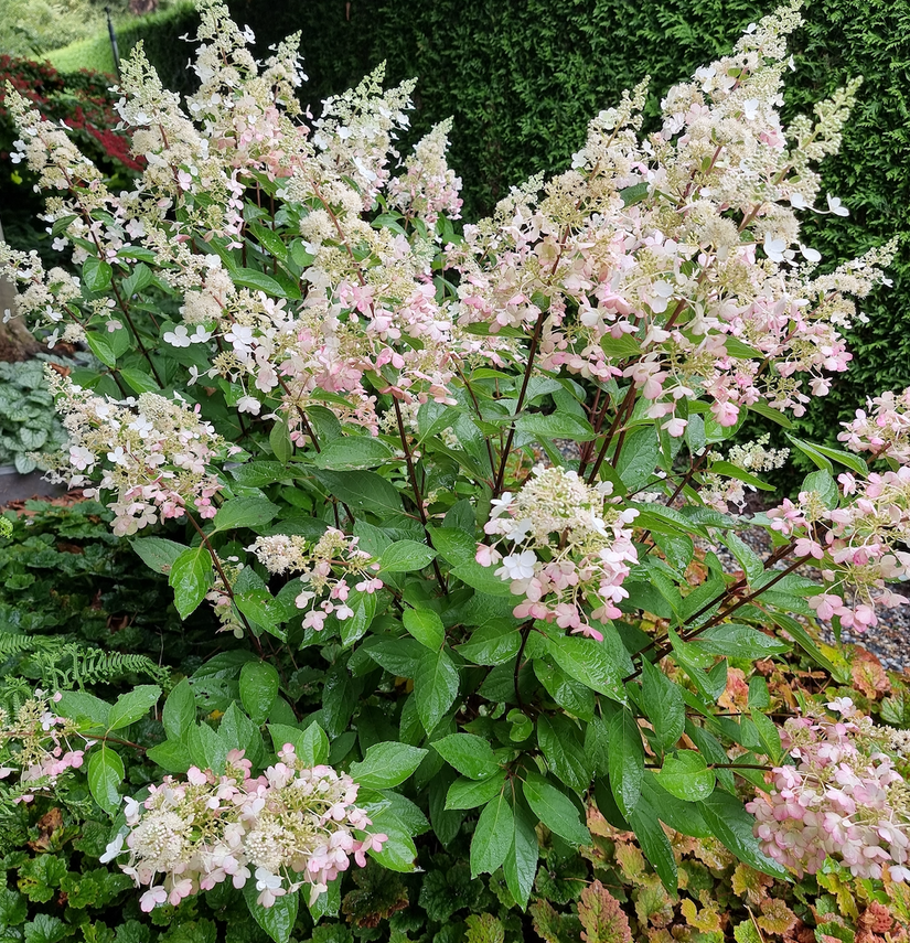 Najaar beeld pluimhortensia