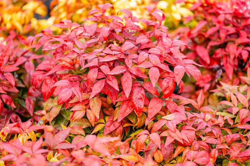 Nandina domestica 'Blush Pink' (schijnbamboe)