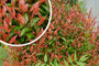 Hemelse bamboe - Nandina domestica 'Gulf Stream'