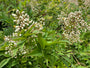 Hemelse bamboe - Nandina domestica in heester