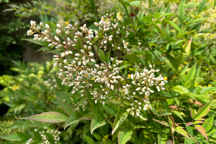 Hemelse bamboe - Nandina domestica in bloei