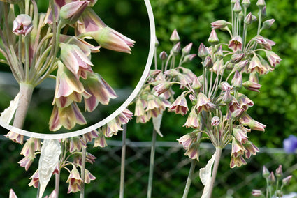 Bulgaarse sierui - Nectaroscordum siculum in bloei