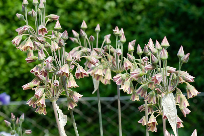 Bulgaarse sierui - Nectaroscordum siculum