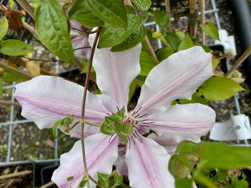 Meerkleurige bloemen Bosrank - Clematis 'Nelly Moser'