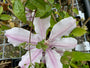 Meerkleurige bloemen Bosrank - Clematis 'Nelly Moser'