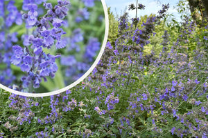 Katzenminze - Nepeta 'Walker's Low'