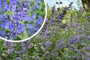 Kattenkruid - Nepeta 'Walker's Low'