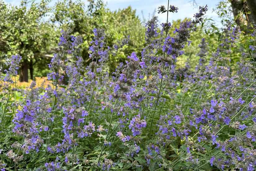 Kattenkruid - Nepeta 'Walker's Low' bloei