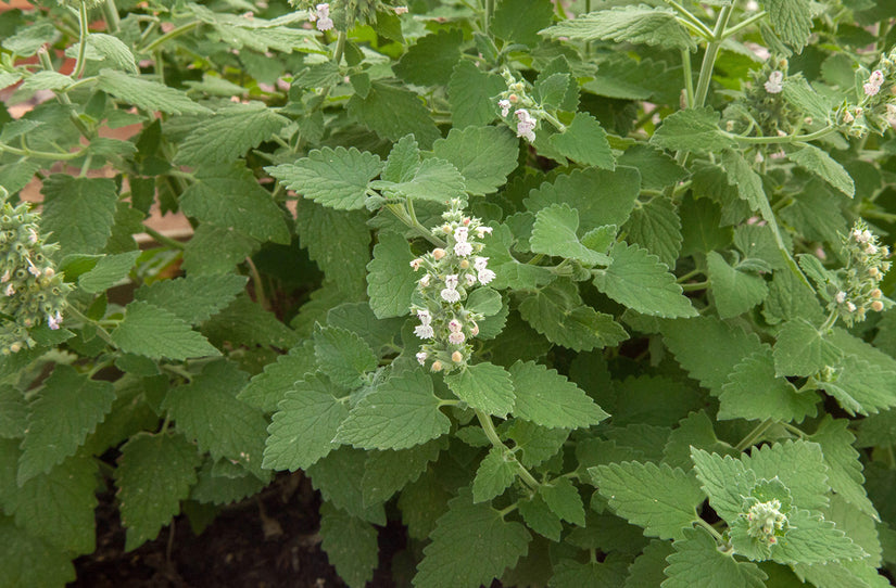 Wild kattenkruid - Nepeta cataria