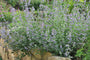 Kattenkruid - Nepeta x faassenii 'Six Hills Giant'