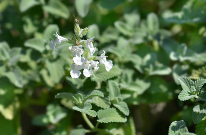 Kattenkruid - Nepeta x faassenii 'Snowflake'