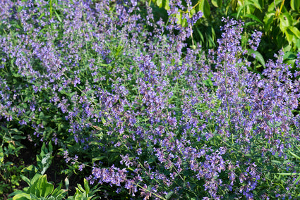 Kattenkruid - Nepeta faassenii 'Grol'