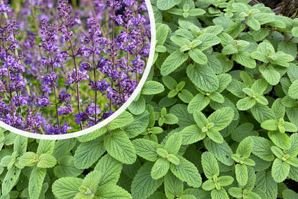 Kattenkruid - Nepeta racemosa 'Grog' bloei