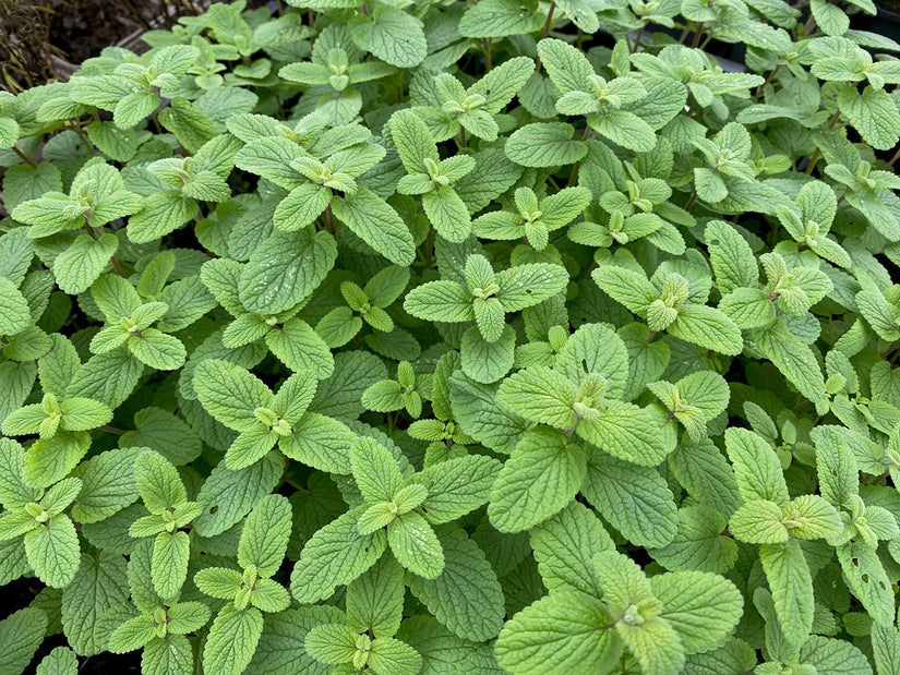 Kattenkruid - Nepeta racemosa 'Grog' blad