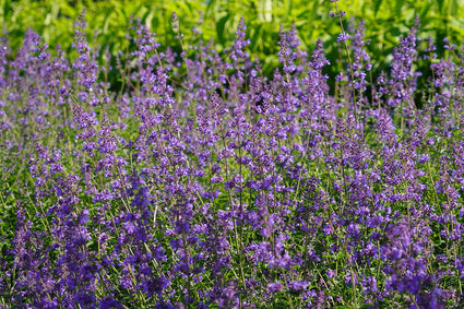 Kattenkruid - Nepeta racemosa 'Grog'