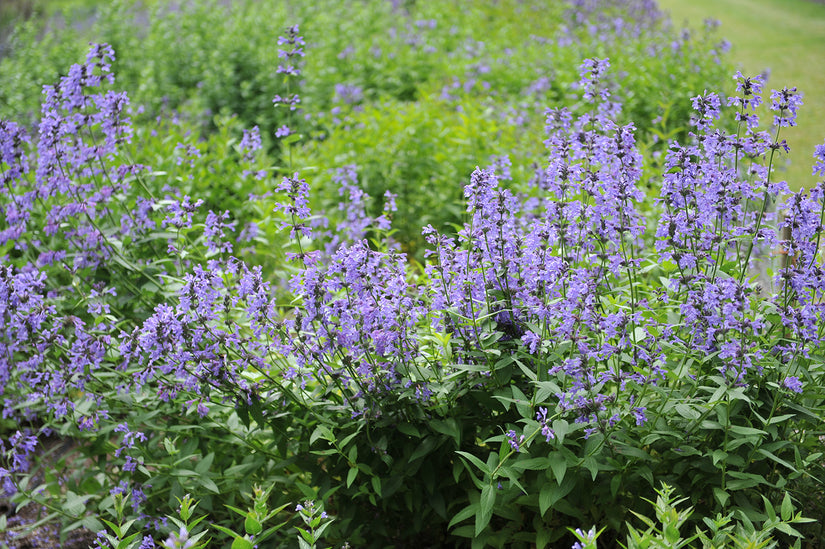 Syberisch kattenkruid - Nepeta sibirica 'Souvenir d'André Chaudron'