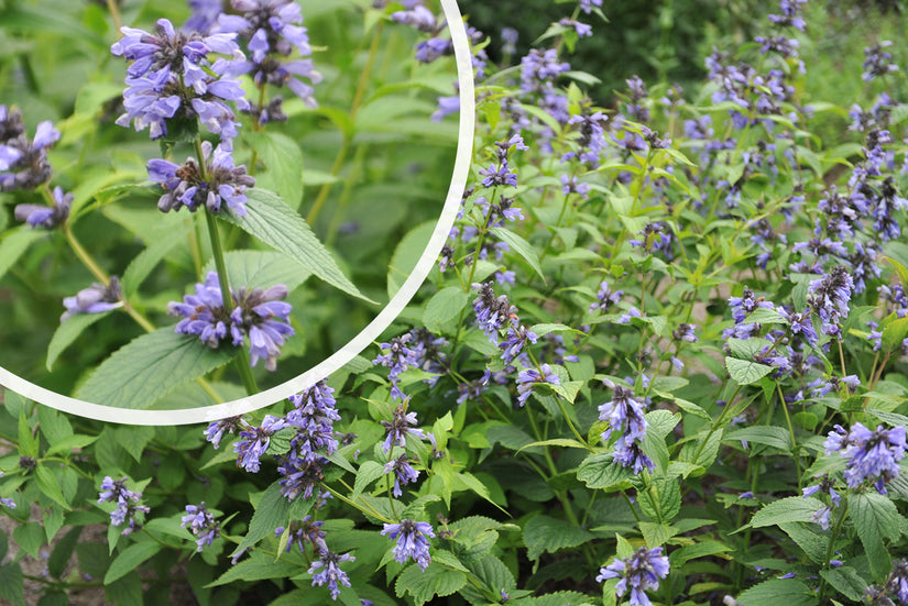 Kattenkruid - Nepeta subsessilis